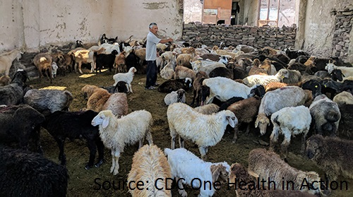 Crimean-Congo Haemorrhagic Fever