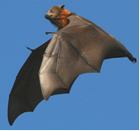 Nipah Virus (NiV) thumbnail